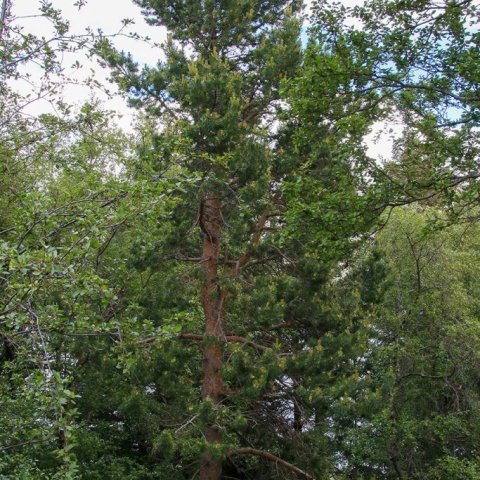 Hraust skógarfura í Bæjarbrekkunum á Akureyri, líklega frá sjötta áratug síðustu aldar. Ljósmynd: Pétur Halldórsson