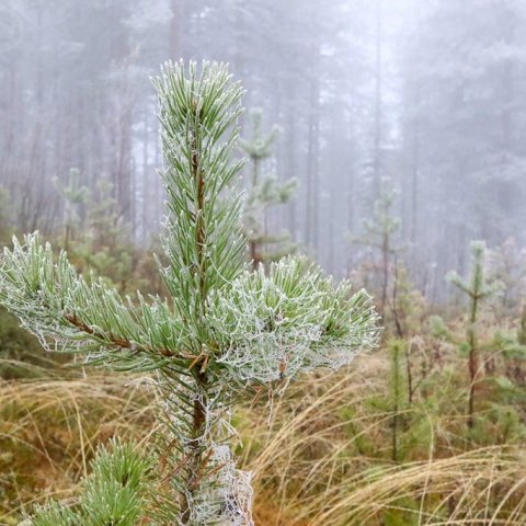 Hrímuð skógarfura og endurnýjun furuskógar í Lapplandi í Norður-Svíþjóð. Ljósmynd: Pétur Halldórsson