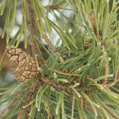 Köngull á skógarfuru sem ekki hefur opnast enn. Tekið í Noregi. Mynd: Pétur Halldórsson