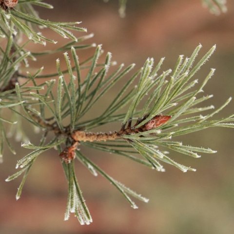 Skógarfura að vetri í Noregi. Mynd: Pétur Halldórsson