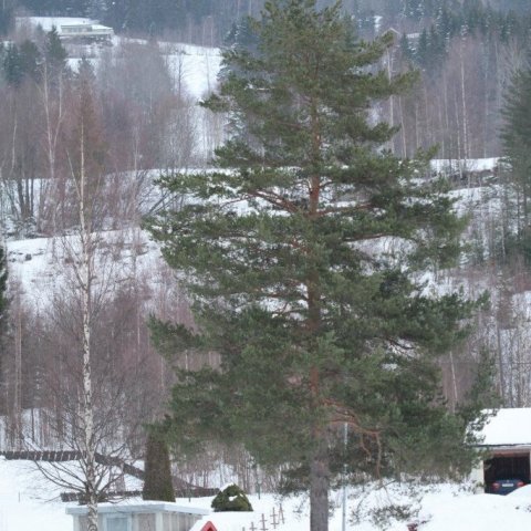 Myndarleg skógarfura í Prestfoss í Noregi. Mynd: Pétur Halldórsson
