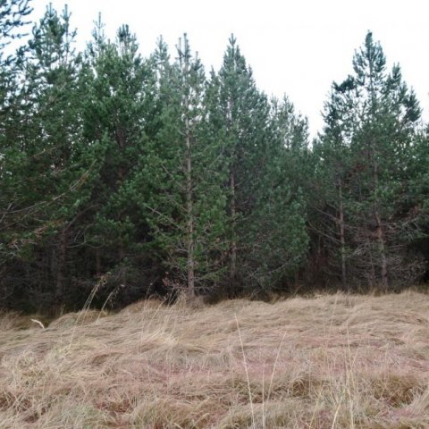 Í Freyshólamýri á Völlum Fljótsdal var gróðursettur sami efniviður 1986 og á Vöglum Þelamörk. Þar hafa trén líka þrifist vel og eru mörg mjög falleg. Ljósmynd tekin í nóvember 2018: Þór Þorfinnsson