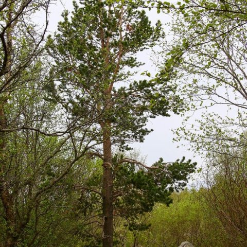 Skógarfura í Grundarreit í Eyjafirði, gróðursett um 1955. Ljósmynd: Pétur Halldórsson