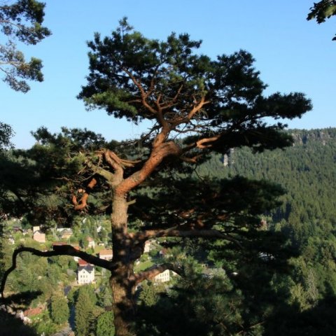 Skógarfura hefur mjög einkennandi börk og setur skemmtilegan svip á skóga. Þessi vex í brattri fjallshlíð við þorpið Oybin í Saxlandi suðaustast í Þýskalandi. Ljósmynd: Pétur Halldórsson