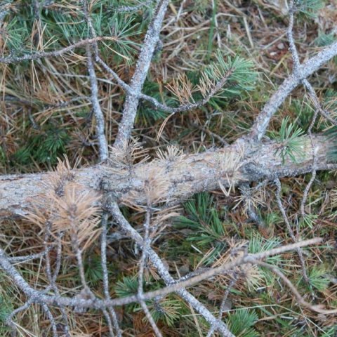 Furulús hefur herjað á skógarfuru á Íslandi. Hér hefur verið felld fura sem lúsin hefur dregið úr vaxtarþróttinn. Ljósmynd: Pétur Halldórsson