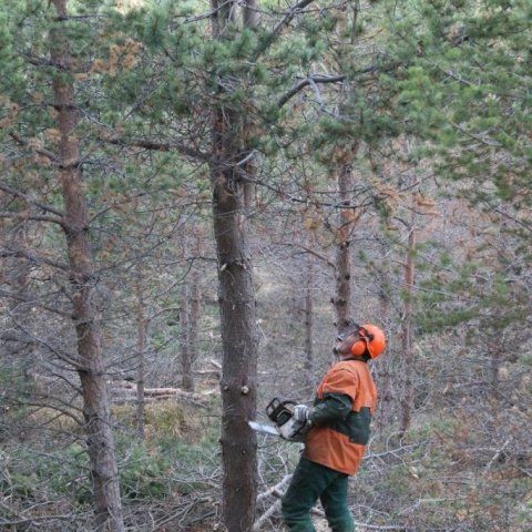 Stöku stafafura er í skógarfurureit frá 1986 á Vöglum Þelamörk. Stafafuran er stærri og sverari en skógarfurutrén aftur á móti beinvaxnari. Skógarfurureiturinn er mun bjartari og meiri botngróður. Ljósmynd: Pétur Halldórsson