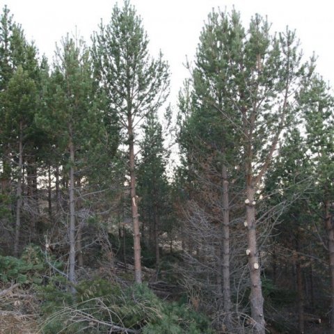 Einhver heilbrigðasti og fallegasti skógarfurureitur á Íslandi er á Vöglum á Þelamörk þar sem gróðursett var kvæmi frá Mæri og Raumsdal í Noregi 1986. Árið 2018 voru hæstu trén um eða yfir 8 metra há.