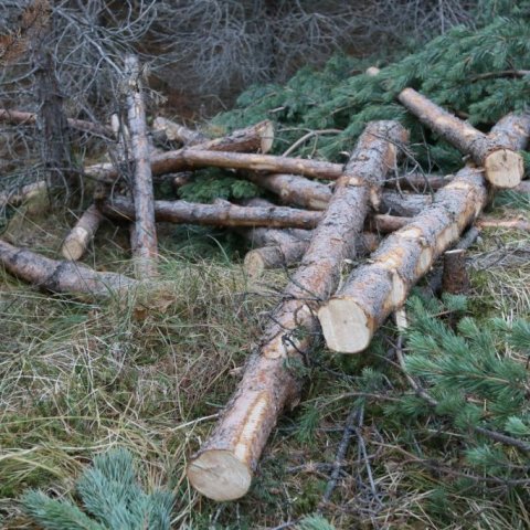 Við grisjun skógarfurureits á Vöglum Þelamörk í nóvember 2018 fékkst talsvert af þráðbeinu efni sem hentar í girðingastaura. Ljósmynd: Pétur Halldórsson
