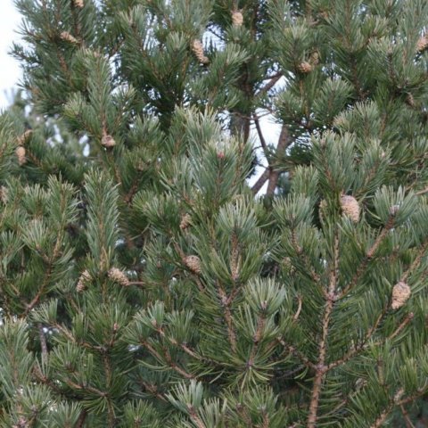 Í jaðri skógarfurureitsins frá 1986 á Vöglum Þelamörk þroskuðu fururnar ríkulega af könglum sumarið 2018 Lítið sést þó enn sem komið er af sjálfsánum skógarfurutrjám. Ljósmynd: Pétur Halldórsson