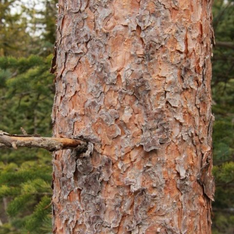 Börkur skógarfuru er mjög einkennandi fyrir tegundina. Tekið í Finnlandi. Mynd: Pétur Halldórsson