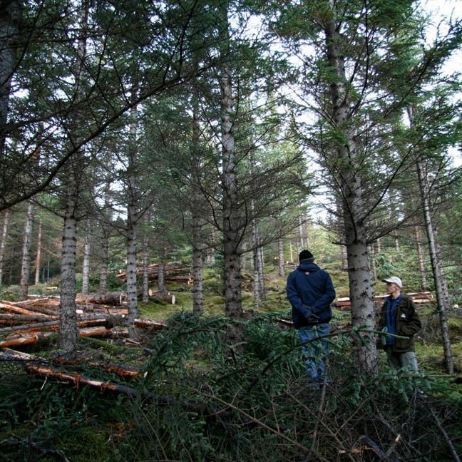 skogarhoggsvel-a-stalpastodum-8