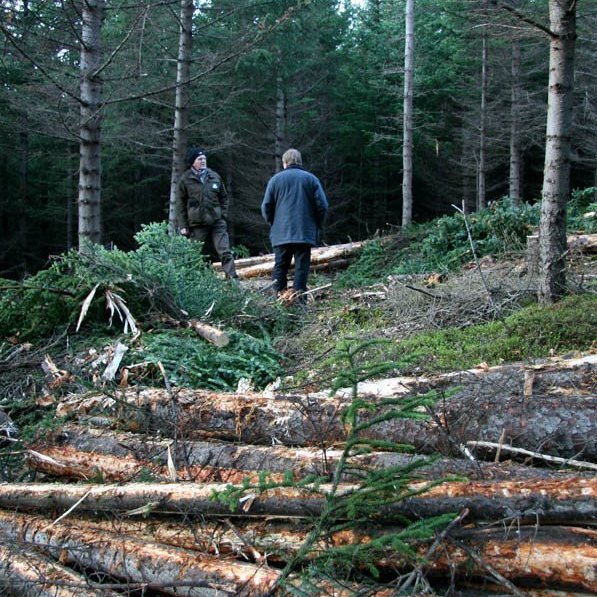 skogarhoggsvel-a-stalpastodum-14