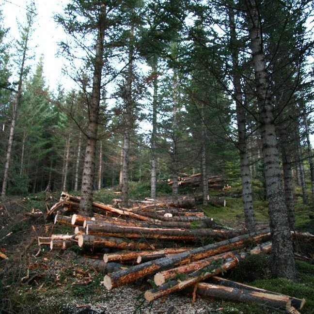 skogarhoggsvel-a-stalpastodum-10