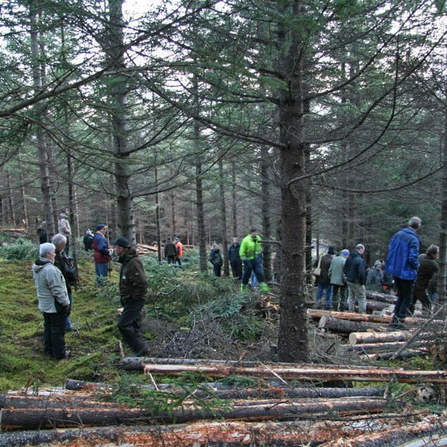 skogarhoggsvel-a-stalpastodum-5