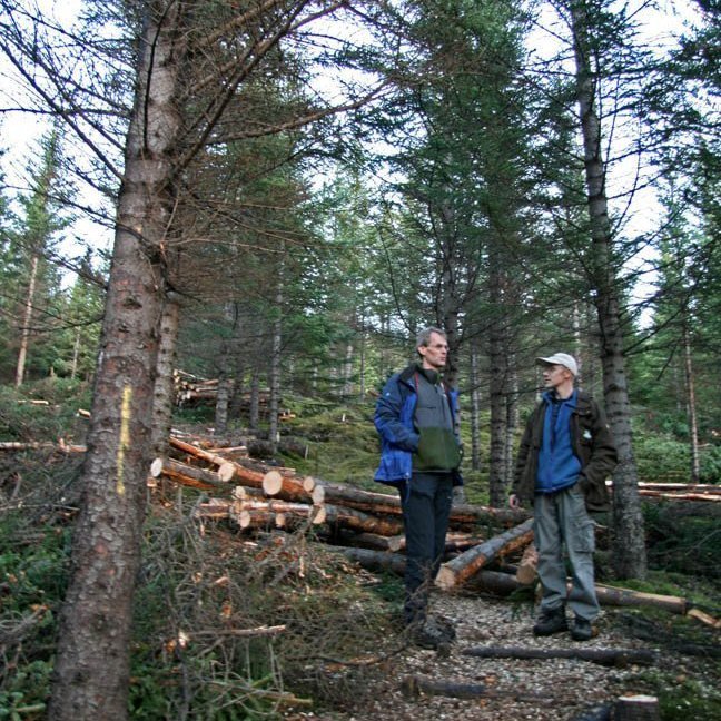 skogarhoggsvel-a-stalpastodum-11