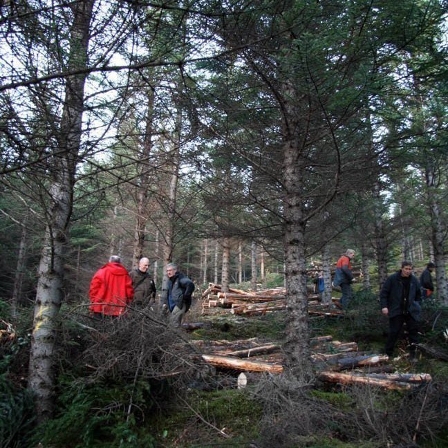 skogarhoggsvel-a-stalpastodum-13