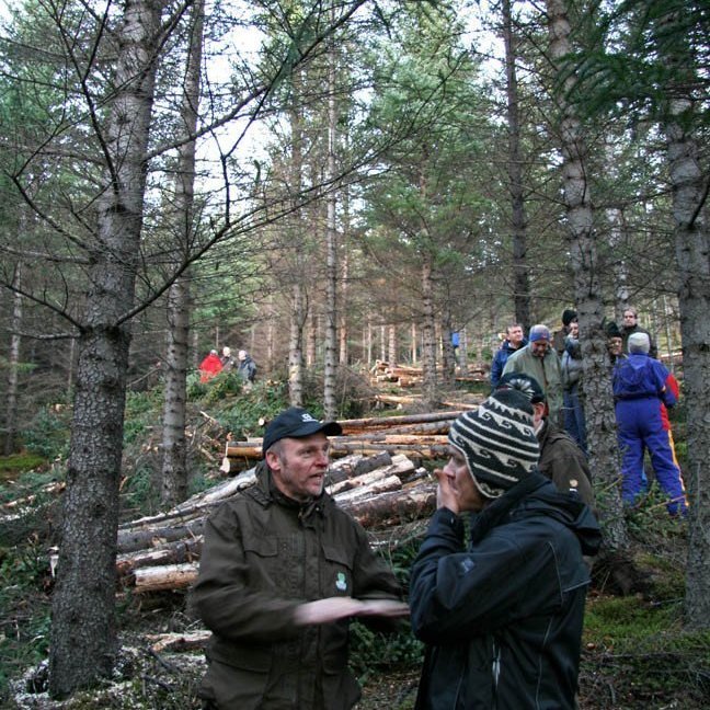 skogarhoggsvel-a-stalpastodum-15