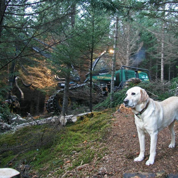 skogarhoggsvel-a-stalpastodum-1