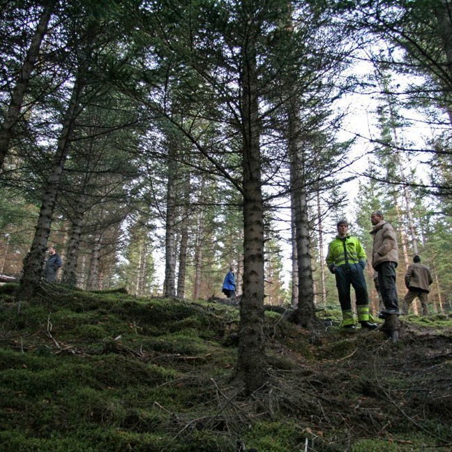 skogarhoggsvel-a-stalpastodum-6