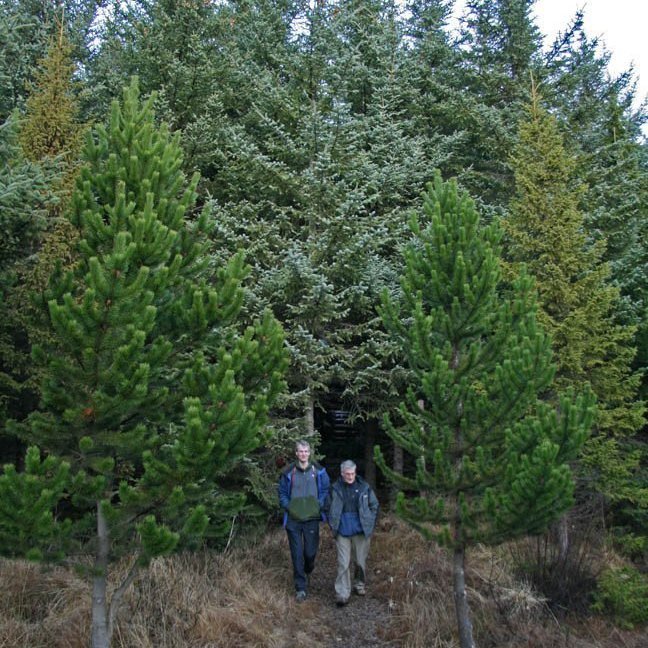 skogarhoggsvel-a-stalpastodum-22