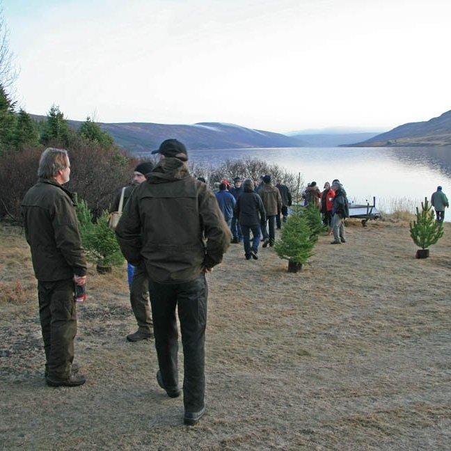 skogarhoggsvel-a-stalpastodum