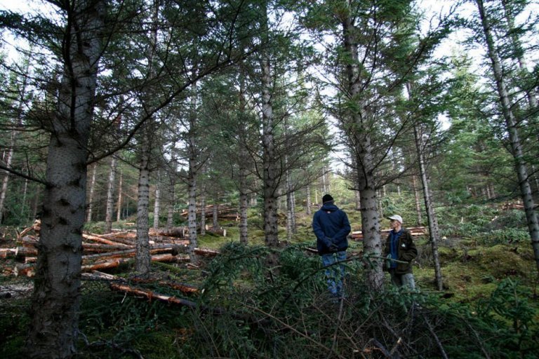 Skógarhöggsvél á Stálpastöðum