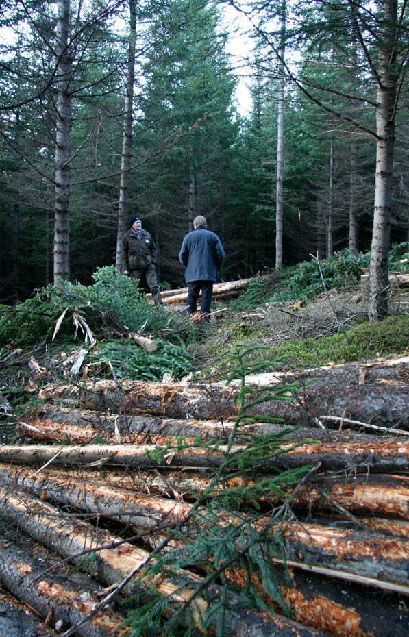 Skógarhöggsvél á Stálpastöðum