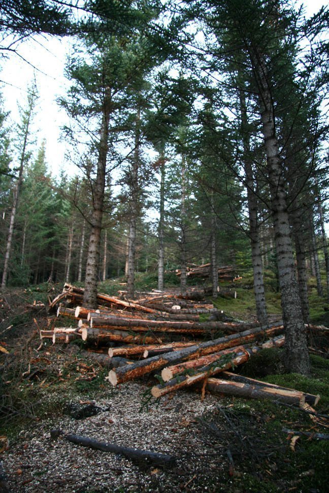 Skógarhöggsvél á Stálpastöðum