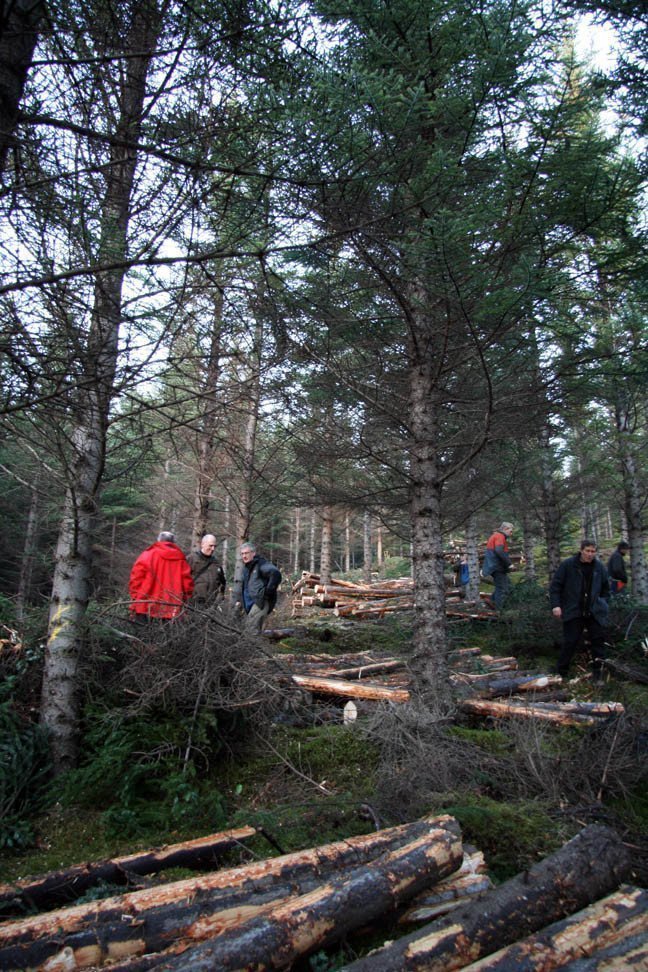 Skógarhöggsvél á Stálpastöðum