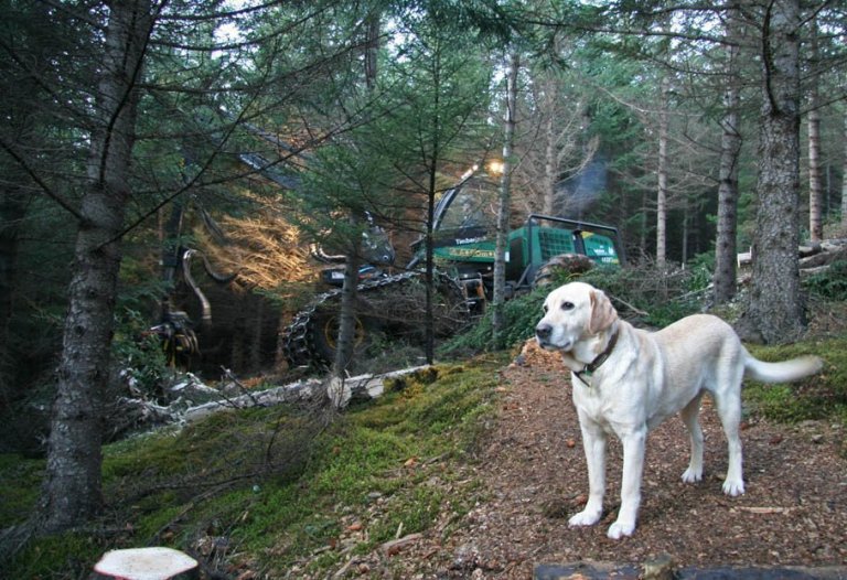 Skógarhöggsvél á Stálpastöðum