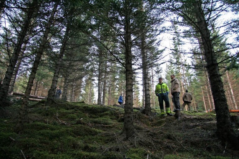 Skógarhöggsvél á Stálpastöðum