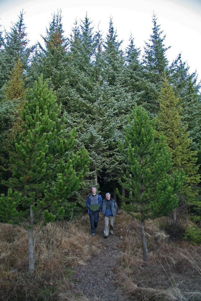 Skógarhöggsvél á Stálpastöðum