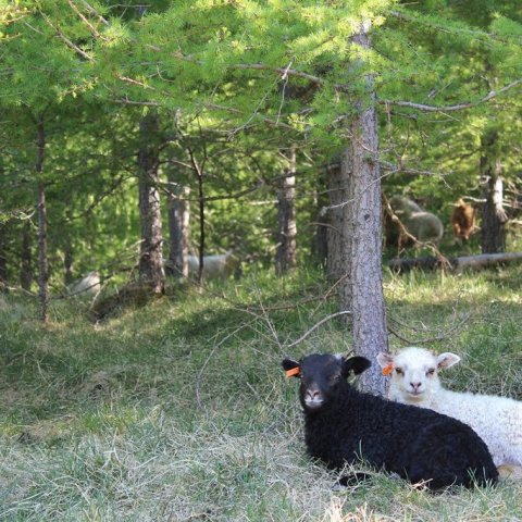 Falleg systkin í skógi. Ljósmynd: Þórveig Jóhannsdóttir