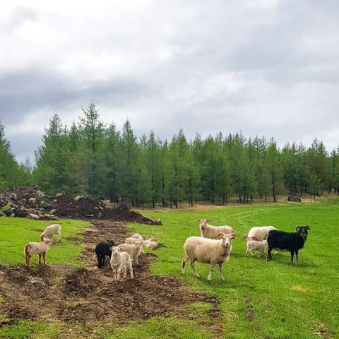 Foldin að skrýðast skrúða grænum. Ljósmynd: Þórveig Jóhannsdóttir