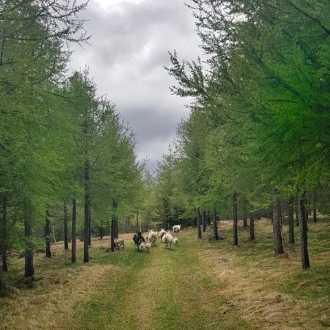 Mikilvægt er að grisja skóginn rétt og fyrstu grisjun þarf að vera lokið fyrir 15 ára aldur skógarins . Þórveig Jóhannsdóttir