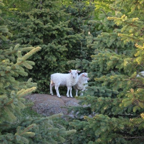 Litlu lömbin leika sér. Ljósmynd: Þórveig Jóhannsdóttir