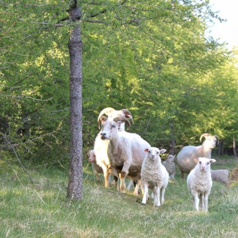 Þegar lerkið stálpast er engin hætta á að féð skemmi börk trjánna. Ljósmynd: Þórveig Jóhannsdóttir