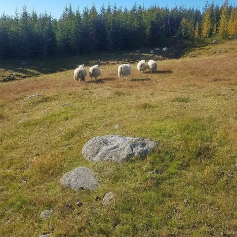 Gengið til skógar í vorsólinni. Ljósmynd: Þórveig Jóhannsdóttir