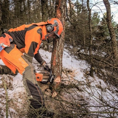 Grisjað í ungum lerkiskógi. Ljósmynd: Johan Holst
