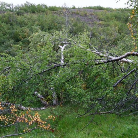 Jafnvel þótt birki sé gjarnan duglegt að reisa sig við eftir vetur hefur það verið ofurliði borið í þetta skipti. Ljósmynd: Pétur Halldórsson
