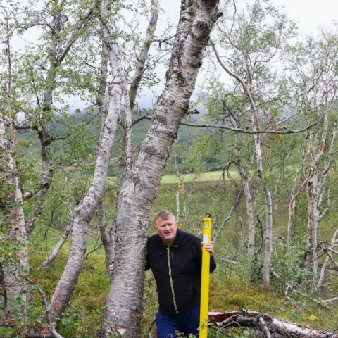 Stærstu trén í Mela- og Skuggabjargaskógi eru vafalaust vel á annað hundrað ára gömul. Hér hefur mjög svert tré brotnað. Ljósmynd. Pétur Halldórsson