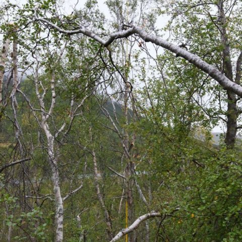 Merkilegt er að sjá hvernig sum tré hafa skekkst og skemmst en önnur sloppið að mestu. Ljósmynd: Pétur Halldórsson