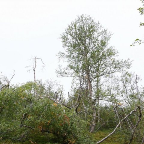 Þessi stóra og myndarlega björk er að mestu óskemmd. Ljósmynd: Pétur Halldórsson