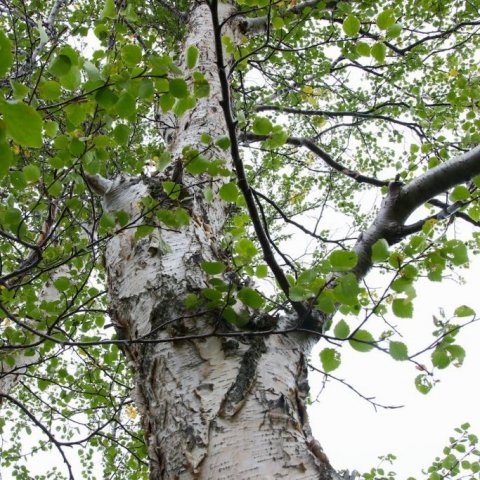 Mikið er um mjög fallegt hvítstofna birki í skógum Dalsmynnis. Ljósmynd: Pétur Halldórsson