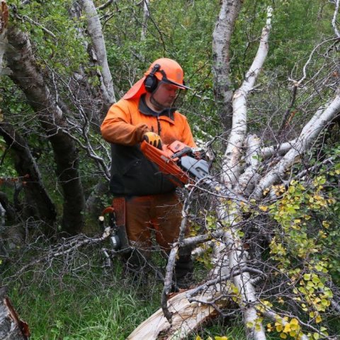 Óvinnandi vegur er að laga svo miklar skemmdir sem urðu í Mela- og Skuggabjargaskógi en nokkuð er hirt af bolum til eldiviðarvinnslu. Hér sagar Huldar Valgeirsson fallið birki. Ljósmynd: Pétur Halldórsson