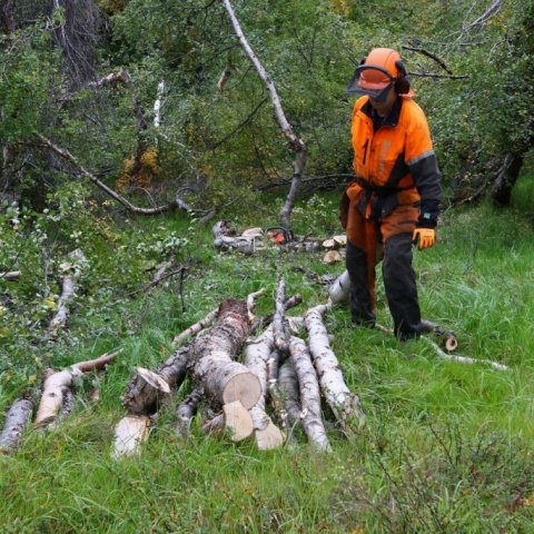 Teitur Davíðsson dregur birkiboli í stæðu. Ljósmynd: Pétur Halldórsson