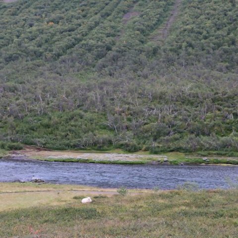 Horft til Skuggabjargaskógar austan yfir Fnjóská. Hér sjást skemmdirnar í skóginum vel. Ljósmynd: Pétur Halldórsson 