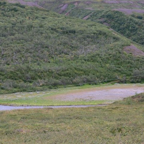 Hætt er við að þessar skemmdir verði sjáanlegar næstu áratugi í skóginum. Ljósmynd: Pétur Halldórsson 
