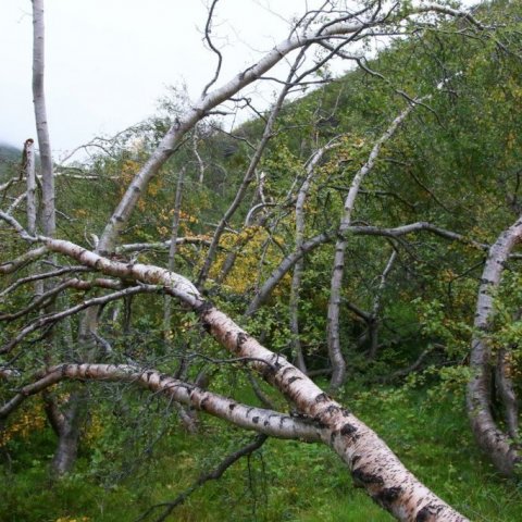 Sligaðir trjábolir sem ekki eiga eftir að rétta sig við. Ljósmynd: Pétur Halldórsson