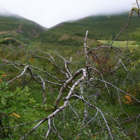 Nokkuð er líka um dauð tré í skóginum. Ljósmynd: Pétur Halldórsson